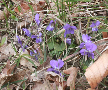 Rauhaariges Veilchen (Viola hirta) 23.03.14