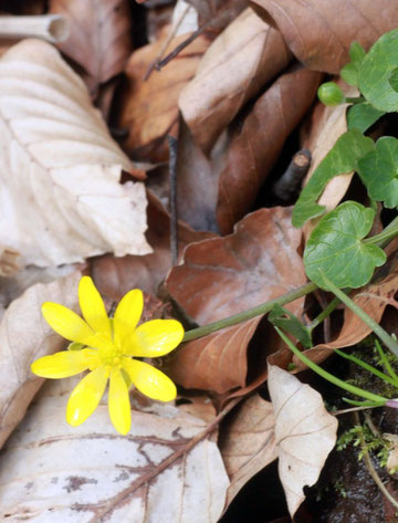 Scharbockskraut (Ranunculus ficaria) im Albtal zwischen Fischweier und Neurod