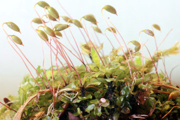 Punktiertes Wurzelsternmoos (Rhizomnium punctatum) weibliche Pflanze