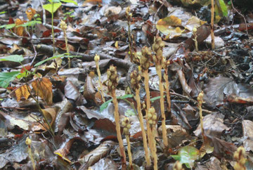 Echter Fichtenspargel (Monotropa hypopitys ssp. hypoptys)