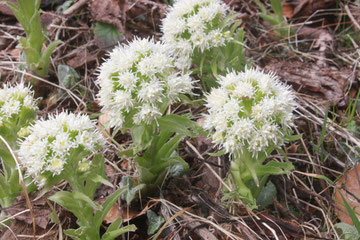 Weiße Pestwurz (Petasites  albus)