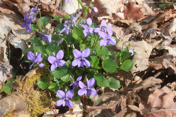 Wald-Veilchen (Viola reichenbachiana) 30.03.14