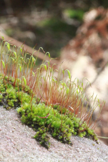 Bryum capillare - Haarblättriges Birnmoos