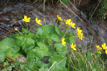 Sumpf-Dotterblume (Caltha palustris)