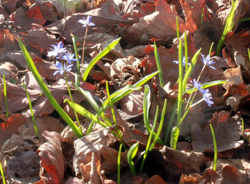 Zweiblättriger Blaustern (Scilla bifolia)