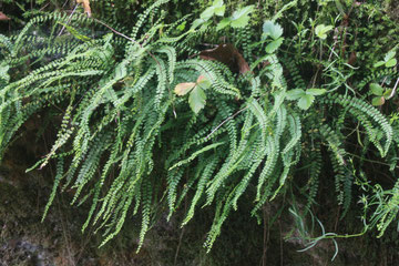 Brauner Streifenfarn (Asplenium trichomanes)