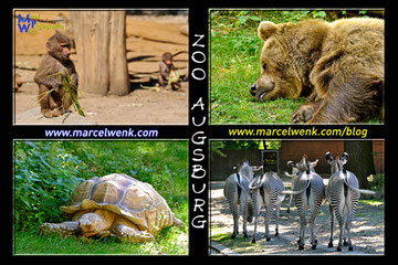Zoo Augsburg im August 2012