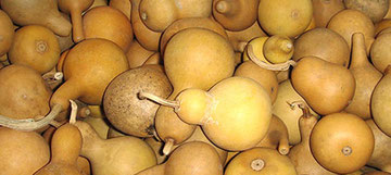 A Field of Gourds