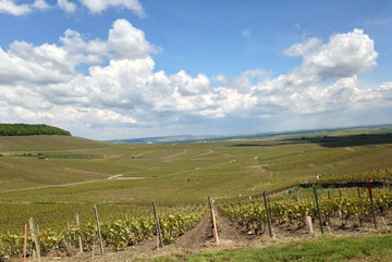 The Cotes Des Blancs