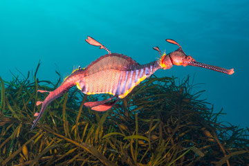 Weedy Sea Dragon