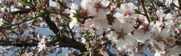 Almond blossoms in Sardinia