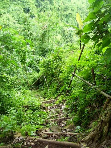 Eine mit Bambusstreben befestigte einfache treppe hinunter in ein Flusstal