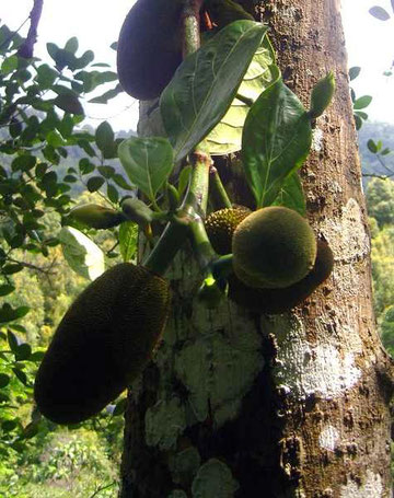 Jackfrüchte am Baum