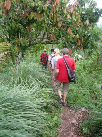 path with cacao trees