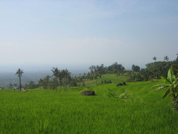 view from ricefields to the shore