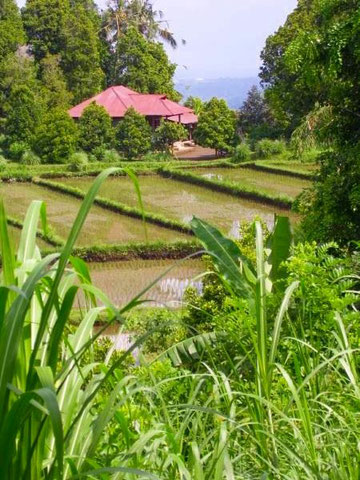 ricefields