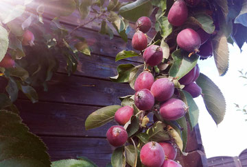 Äpfel in Landmuttis Garten