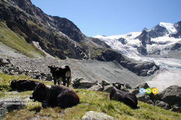 Wandern am Glacier du Moiry