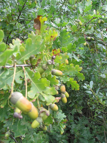 Stiel-Eiche - Quercus robur
