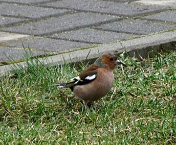 Buchfink (Männchen)