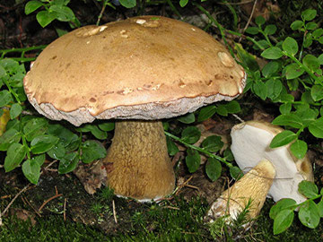 Gallenröhrling (Tylopilus felleus),ungenießbar