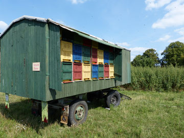 Großer Bienenwagen der Imkerei Ökohof Fläming von Familie Rosenthal.