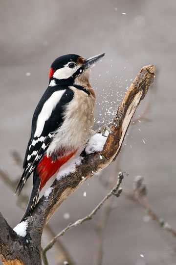 Buntspecht (Dendrocopos major) / Great Spotted Woodpecker