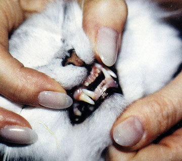 Katzen Zähne Katzengenetik Vererbung Der Fellfarben Und
