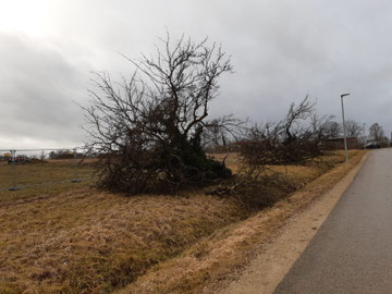 Gefällte Obstbäume in Metzingen - Foto: BUND Metzingen