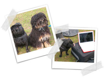 Da kann man als Mopsmann schon mal mit der Zunge schnalzen ... Janie, Germanys next Top-Dog-Model!
