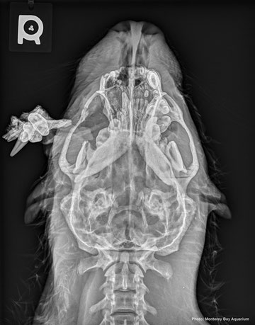 2014年5月4日、保護された際に撮影されたＸ腺写真。中央左部の飛び出して見える部分は上あごの一部で、周囲の骨から解離された何本かの歯の上部を含む。Photo credit: Monterey Bay Aquarium