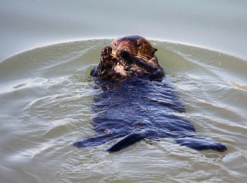 A male sea otter in Moss Landing prepares to eat an invasive exotic green crab. Lilian Carswell/USFWS