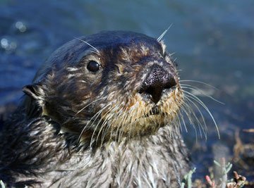 A territorial male sea otter in Moss Landing uses his paws to forage for shore crabs in the pickleweed, leaving his eyes free to monitor his surroundings. Lilian Carswell/USFWS