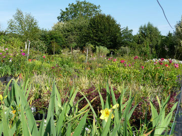 pepiniere jolibois Achy picardie oise beauvais