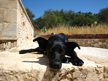 Fibi - medical therapy dog/ VetMed University of Vienna