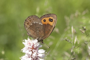 Der Mohrenfalter Erebia palarica; © Roberto Cabo
