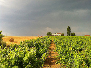 Domaine plageoles vin bio