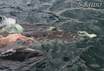 獲物は若いツチクジラ、腹部を引き裂かれ内臓と尾ビレは既に失われている