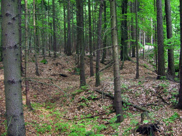 Seifenfeld am Goldflüsschen 