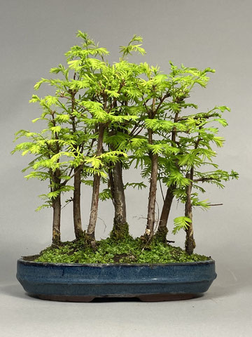 Bonsai Wald Urweltmammutbaum, Metasequoia glyptostroboides