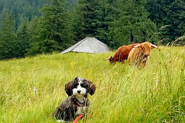 Kontrolle auf der Alp, ob es auch allen gut geht ;)