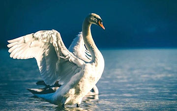 sequence-musique-et-nature-cantus-arcticus