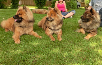 Mexx, Ronja, Ylvi (im Hintergrund Shiwa) auf der Wiese beim Teich