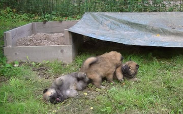 Videoclips vom Besuch bei  Ronja  (sie ist rechts außen)