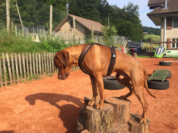 Degility, Hundeschule, Hundetrainer, Hundeschule Butzbach, Sicherheit, Selbstvertrauen, Teambuilding