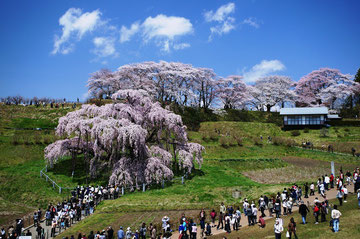 三春の滝桜遠望
