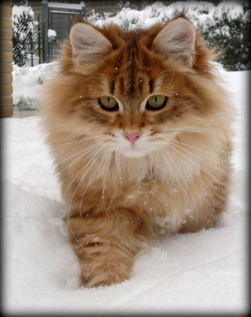 Il Gatto Siberiano Allevamento Del Gatto Siberiano In Italia