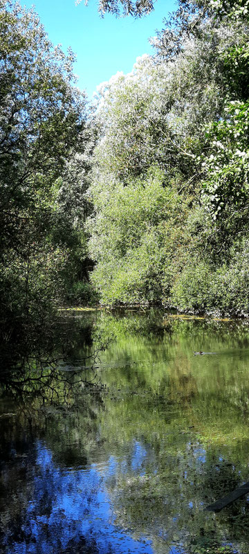 Wilde Ufer der Pader, nahezu unzugänglich und natürliche Heimat für seltene Tierarten