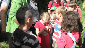 Eine Kindergruppe steht um ein kleines Mädchen, das ein neugierig ein Insekt in einem durchsichtigen Becher beobachtet