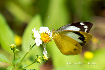 ナミエシロチョウ♀　沖縄の昆虫